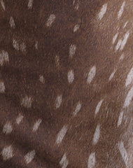 Molada Mini Dress in Mesh Blurry Deer Brown